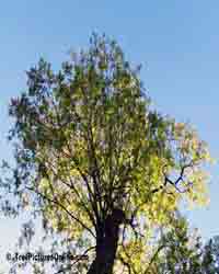 Locust Tree, Leaves, Branches of Locust Trees | Tree:Locust @ TreePicturesOnline.com