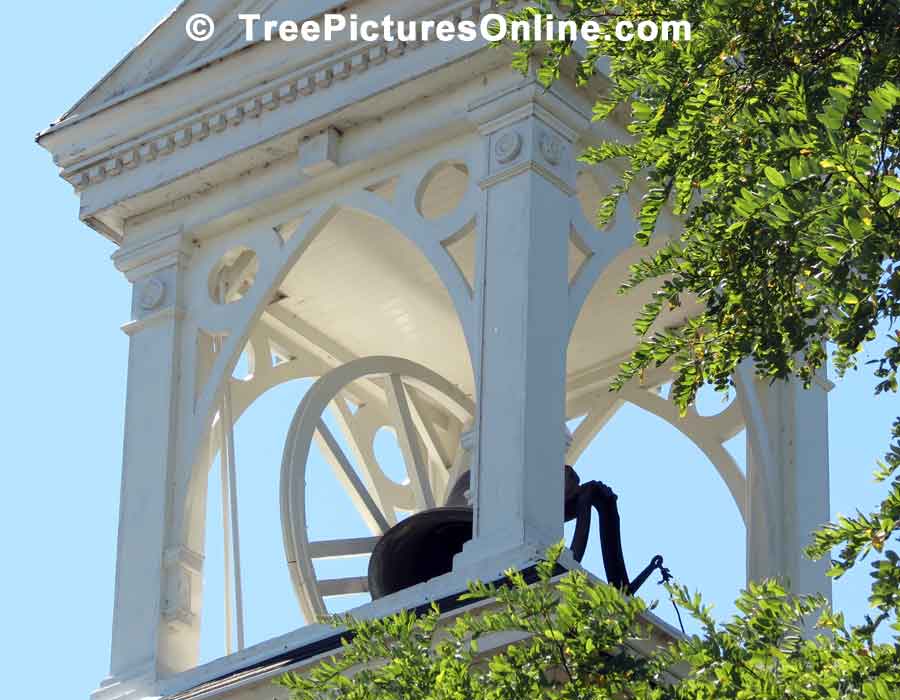 Locust Tree, Picture of Locust Tree Leaves Framing the Church Bell