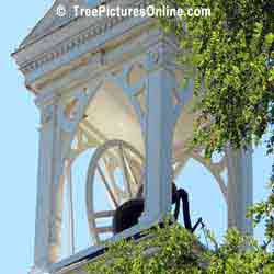 Locust Trees: Locust Tree at Church Bell Tower | Tree:Locust @ TreePicturesOnline.com