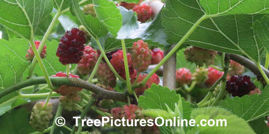Mulberry Tree Picture: Ripening Fruit of the Weeping Mulberry Tree | TreePicturesOnline.com