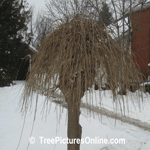 Mulberry: Mulberry Tree Branches Twigs in Winter