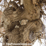 Mulberry Tree: Wood, Bark, Trunk of Mulberry Trees Picture