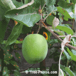 Apple Trees: Luscious Green Cortland Apple Ready For Picking