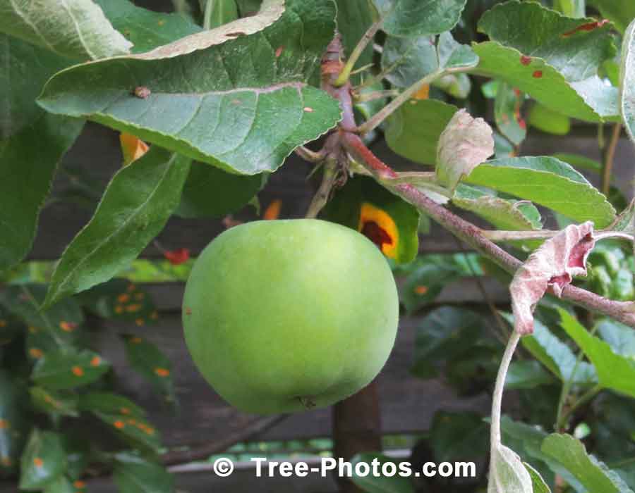 Apple Trees: Luscious Green Cortland Apple Ready For Picking