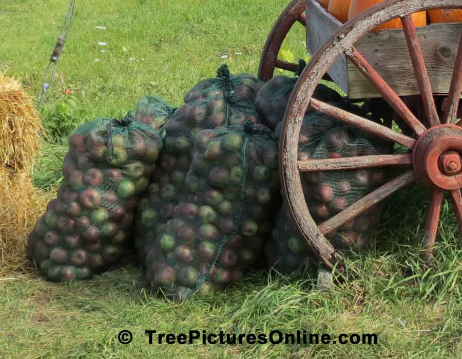 Fallen Apples Sold by the Bag