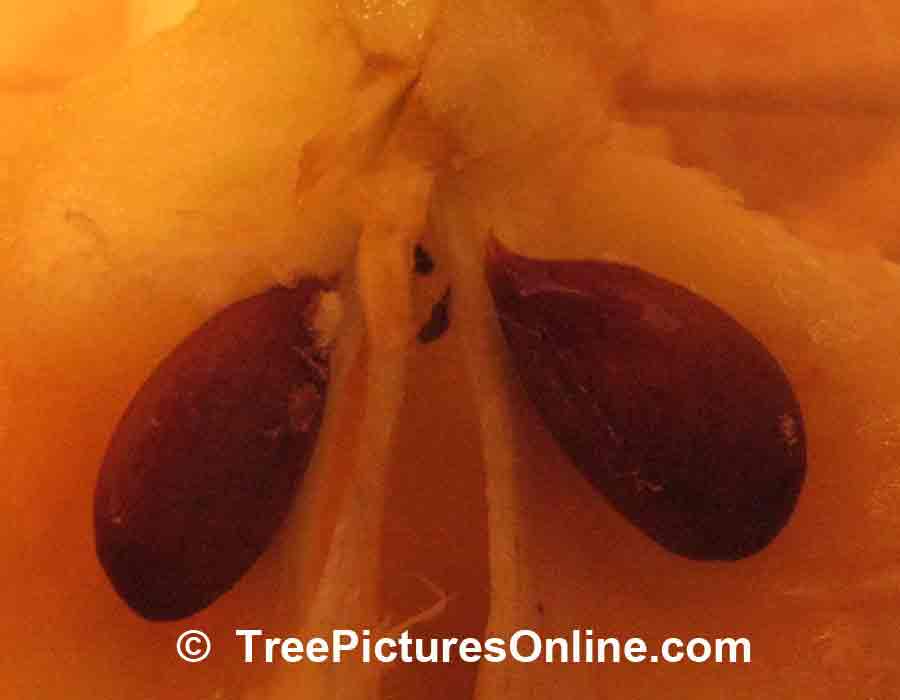 Apple Seed, Close up of 2 Apple Seeds in Apple Core