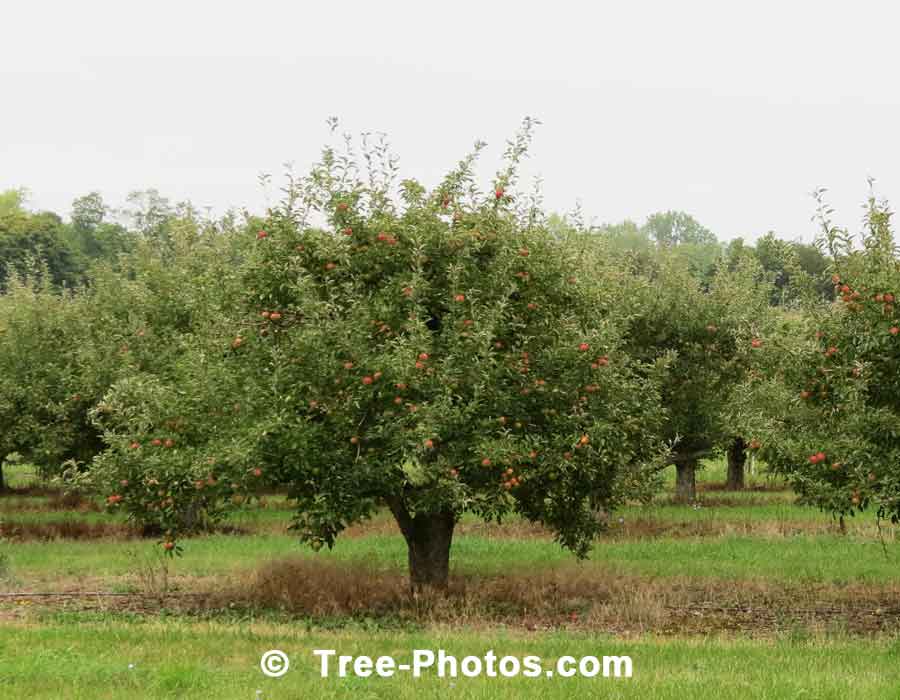 Apple Tree: Orchard of Apple Trees