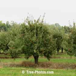 Apple Tree Images: Orchard of Apple Trees | Apple:Trees:Orchard @ TreePicturesOnline.com