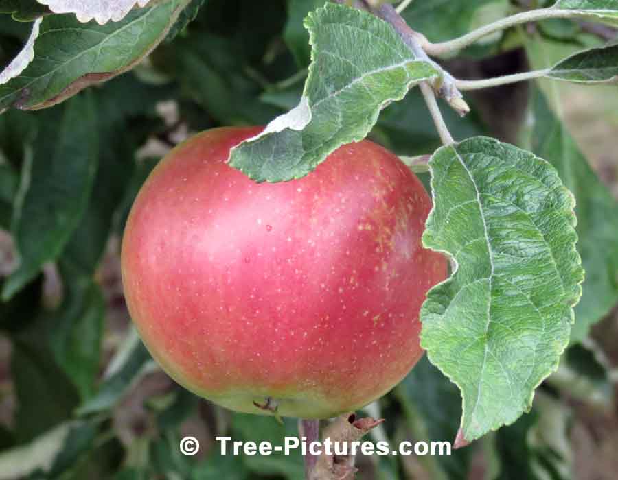 An Apple, Picture of a Red Rosy Apple, Fruit of the Apple Tree