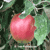 Apple, Red Apple Tree Fruit Image