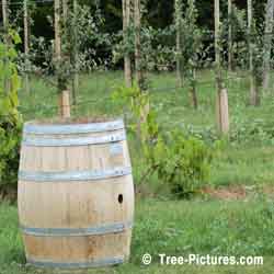 Apple Barrel & Young Apple Fruit Trees: Growing Apple Trees for Apple Cider on an Tree Farm