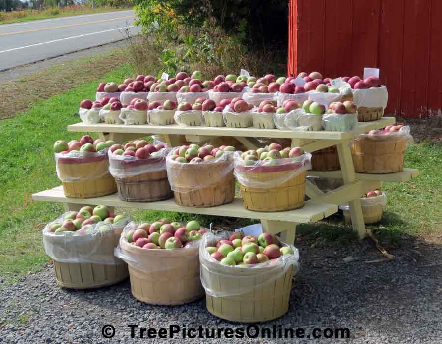 Fruit Stand of Farm Apples on Road Side Display