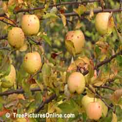 Apples: Wild Apples Growing in Urban Ravine | Apple:Tree:Fruit @ TreePicturesOnline.com