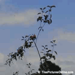 Apple Tree, Apple Branch with Apples | Tree+Apple+Fruit @ Tree-Pictures.com