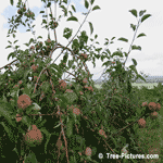 Apple Trees, Apple Orchard, Farming of Apples In mid Summer | Tree+Apple+Orchard @ Tree-Pictures.com