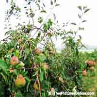 Red Apple Fruit, Growing Apples on an Apple Tree Farm Orchard