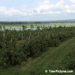 Apple Trees, Apple Orchard, Farming of Apples In mid Summer | Tree+Apple+Orchard @ Tree-Pictures.com