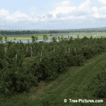 Tree Picture, Apple Tree Orchard Photo