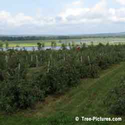 Apple Trees, Apple Tree Orchard; Fruit Trees Prunned & Growing on an Apple Tree Farm