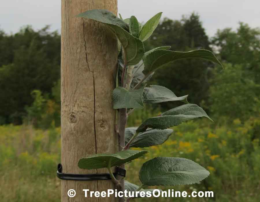 Apple Sapling: Young Apple Tree Growing in the Orchard