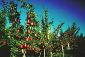 Apple Tree, Picture of a Red Apple Tree Orchard