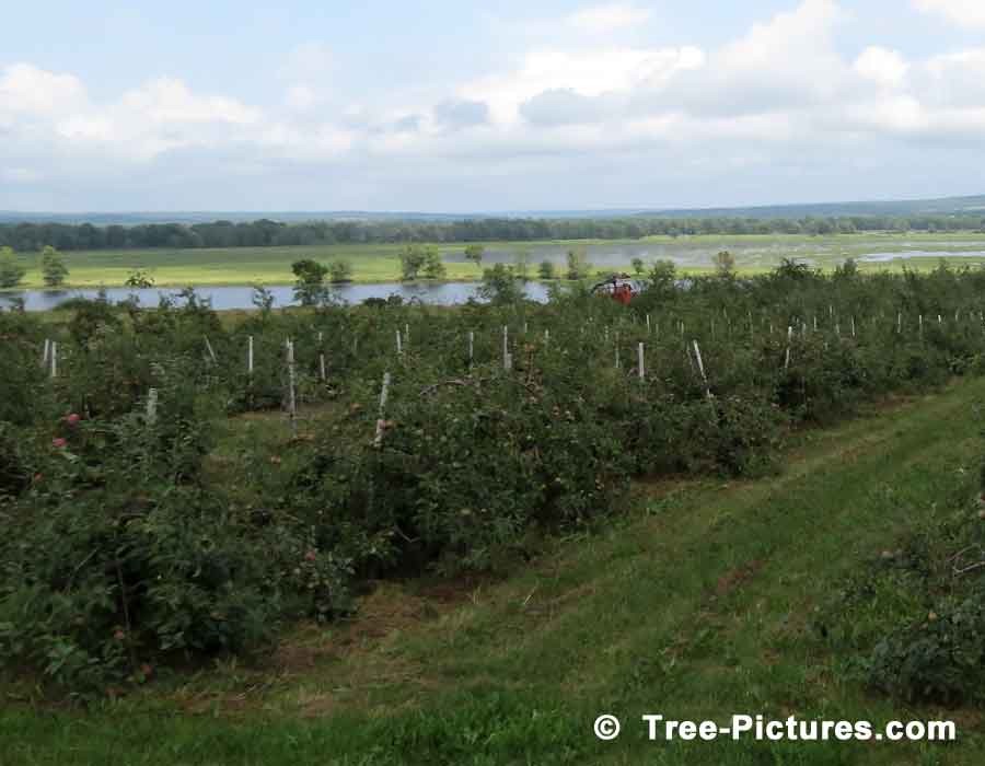 Tree Picture, Blooming Apple Tree Photo