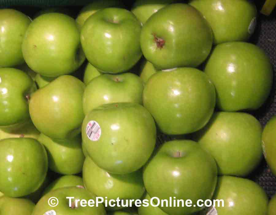 Apples: Granny Smith Variety of Apple, Green Crisp Tart Tasting Apple
