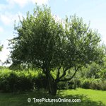 Apple Tree: Mature Apple Plant Picture