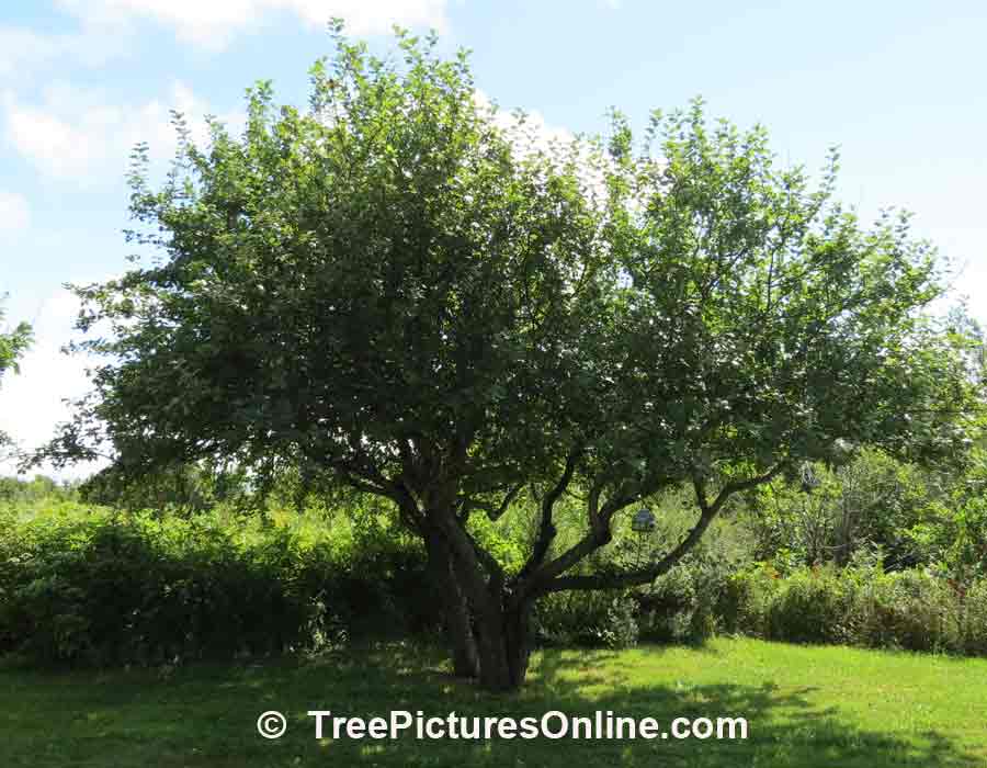 Apple: Apple Tree Picture