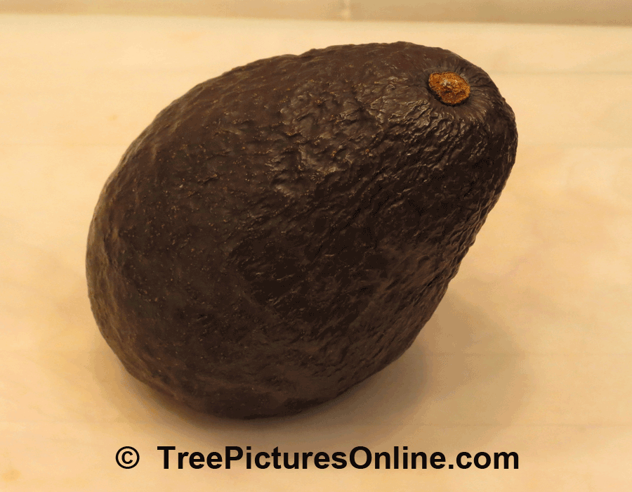 Avocado, Fruit of the Avocado Tree