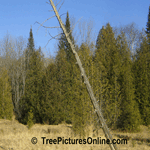 Cedar Tree: Cedars in the Lowlands of the Forest | Tree+Cedar+Forest @ Tree-Pictures.com