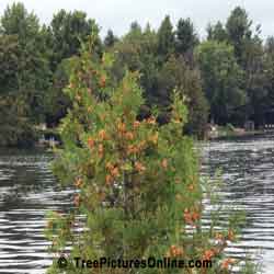 Cedar Branches and Seeds on Eastern White Cedar Tree