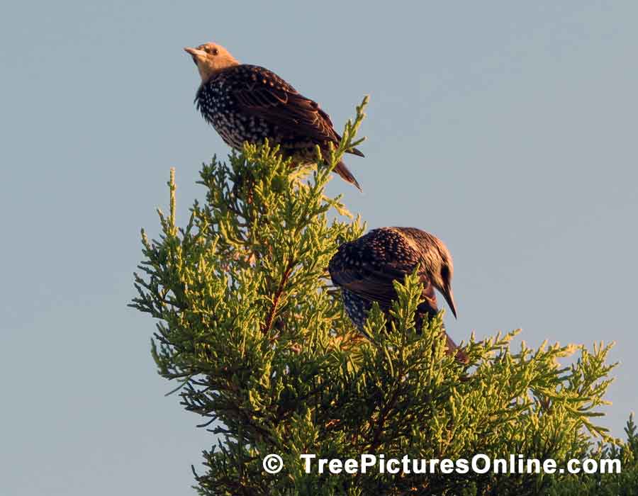 Tree Pictures, Pair of Cedars Photo