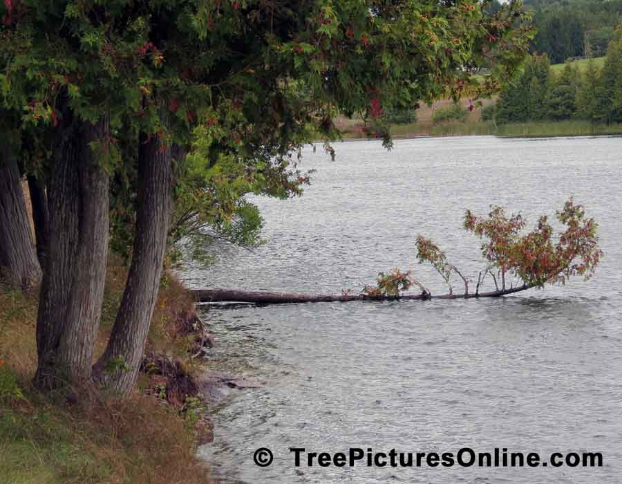 Cedars, Branch of Eastern White Cedar Tree