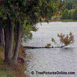 Cedars: Red Cedar Tree | Tree:Cedar+Red @ TreePicturesOnline.com