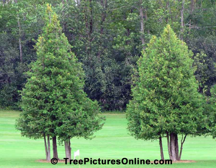 Cedar Trees, Two Ornamental Cedars Used in Landscaping Golf Course
