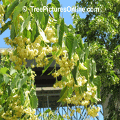 Linden Tree Flowers: Picture of Linden Tree's Blooms and Flowers