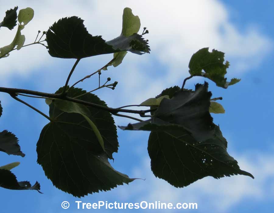 Linden Trees: Leaves of the Linden Tree