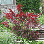 Maple Trees: Popular Japanese Maple Tree Used In Landscaping