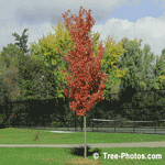 Maples: Red Maple Tree | Tree+Maple+Red @ Tree-Pictures.com