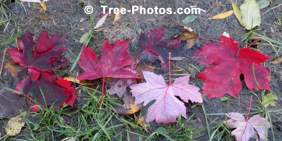 Maple: Red Maple Leaves in the Fall