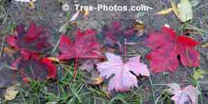 Tree Picture, Identify Scotch Pine Tree Photo, Pines Tree Images