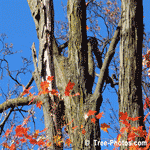 Maple Bark, Maple Tree Wood Bark | Tree+Maple+Bark @ Tree-Pictures.com