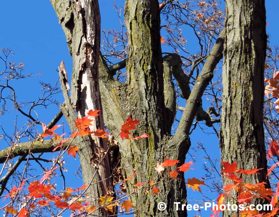 Maple Bark, Maple Tree Wood Bark