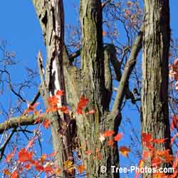 Maples Bark, Maple Tree Wood Bark, One Branch showing Disease | Tree:Maple+Bark @ TreePicturesOnline.com