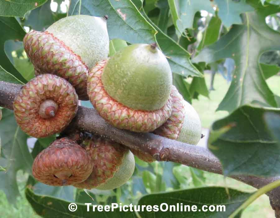 Acorns Growing on an Oak Tree