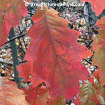 Oak Tree, Red Oak Leaf in Fall | Tree+Oak+Red+Leaf @ Tree-Pictures.com