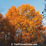Fall Oak Trees showing Beautiful Autumn Oranges | Tree+Oak+Red+Leaf @ Tree-Pictures.com