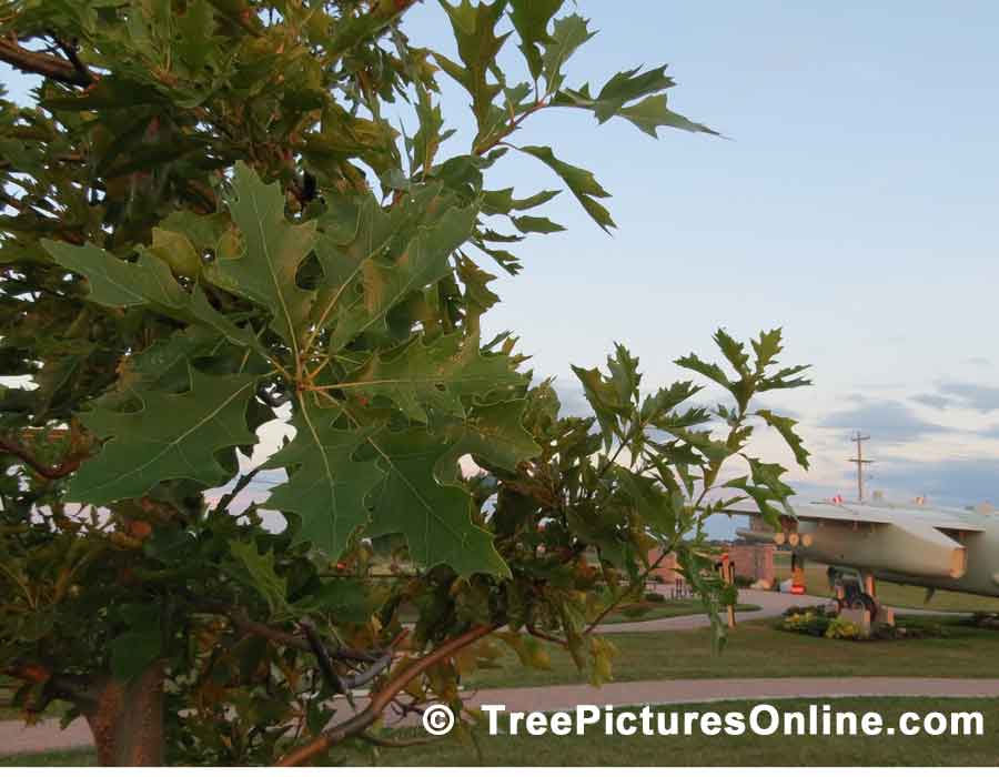 Oak Leaves, Red Oak Tree Leaves at antique Air Bomber Display