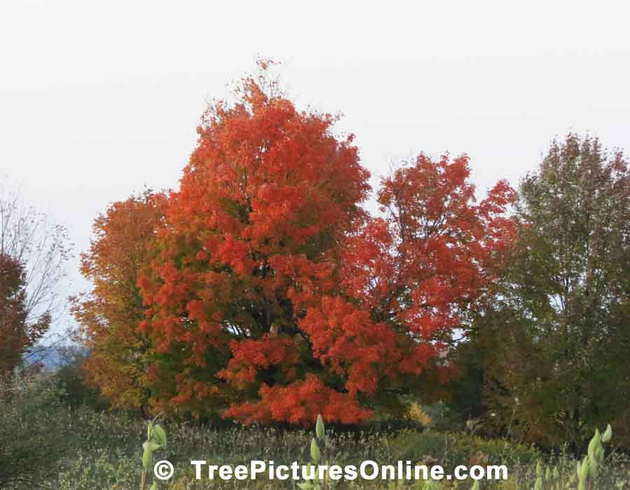 Oaks: Fall Red Oak Trees
